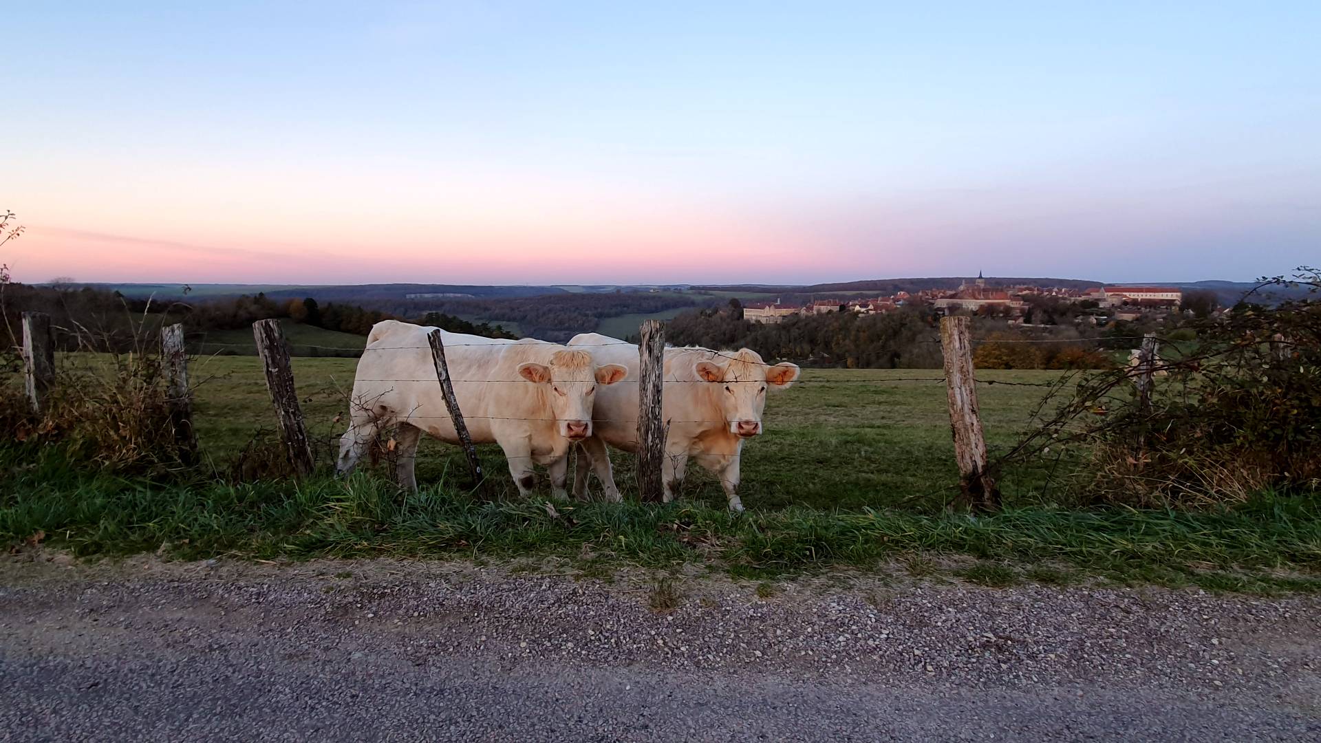 vaches_flavigny