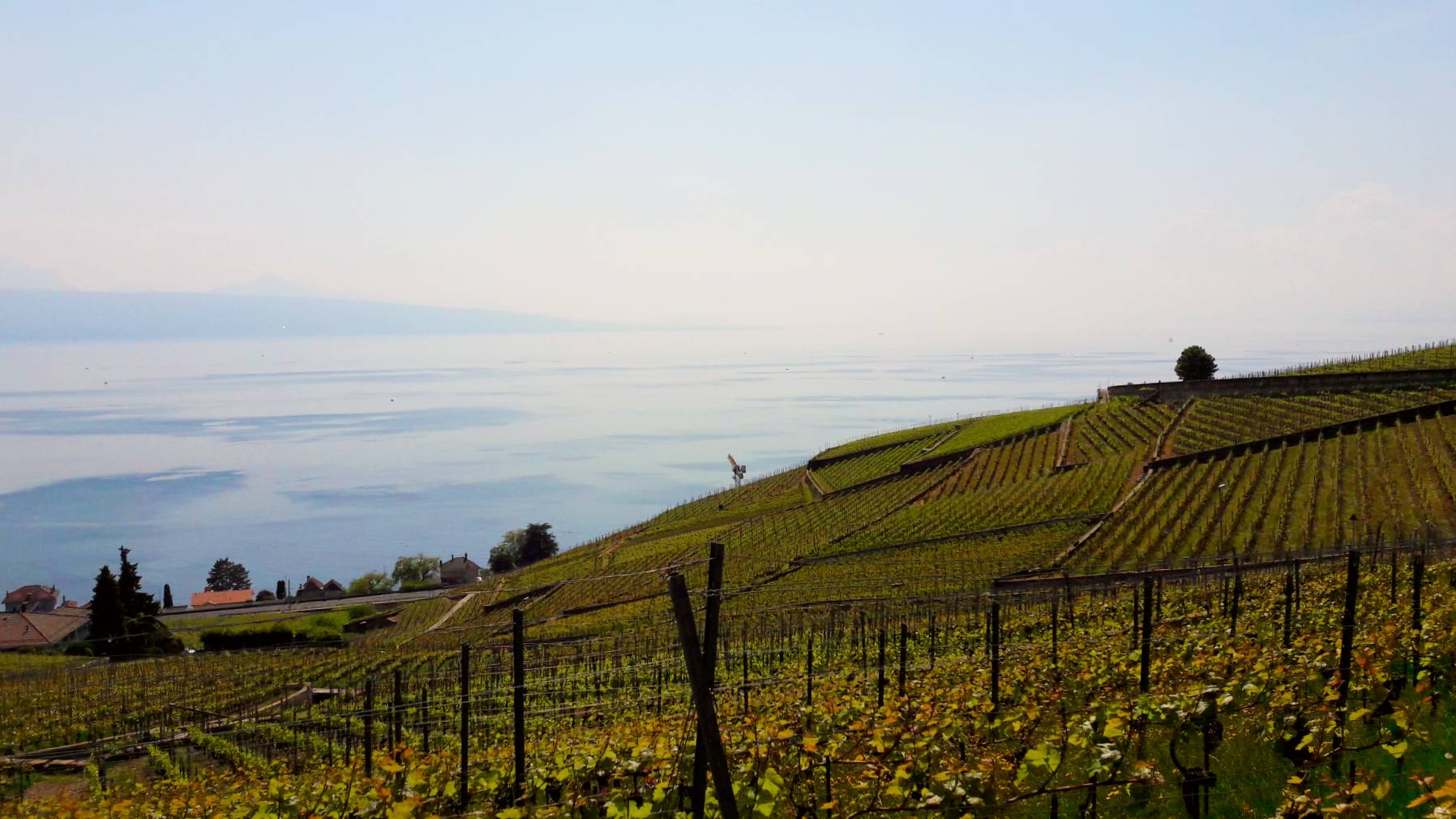 vignes lavaux