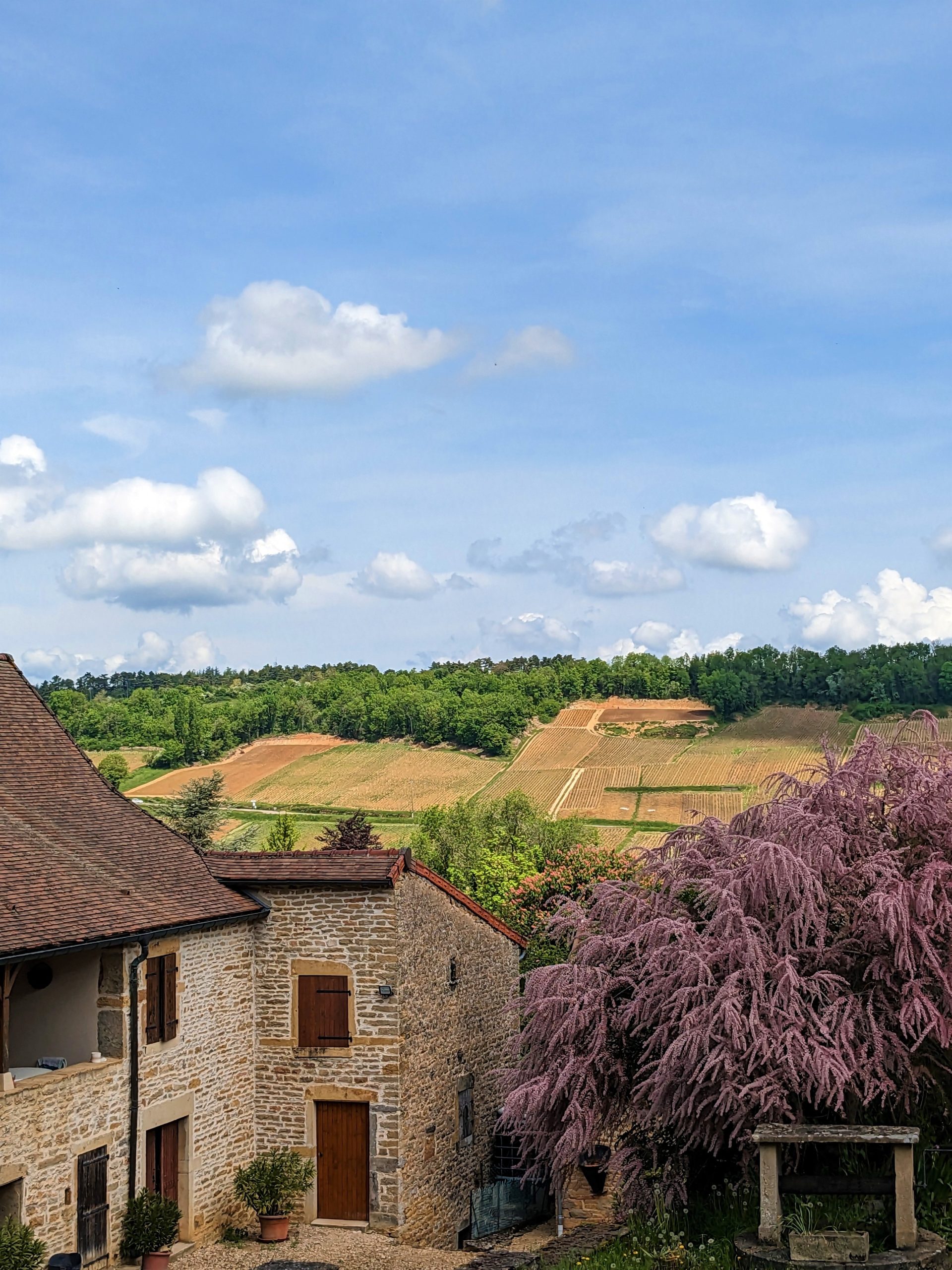 montagny coté vigne