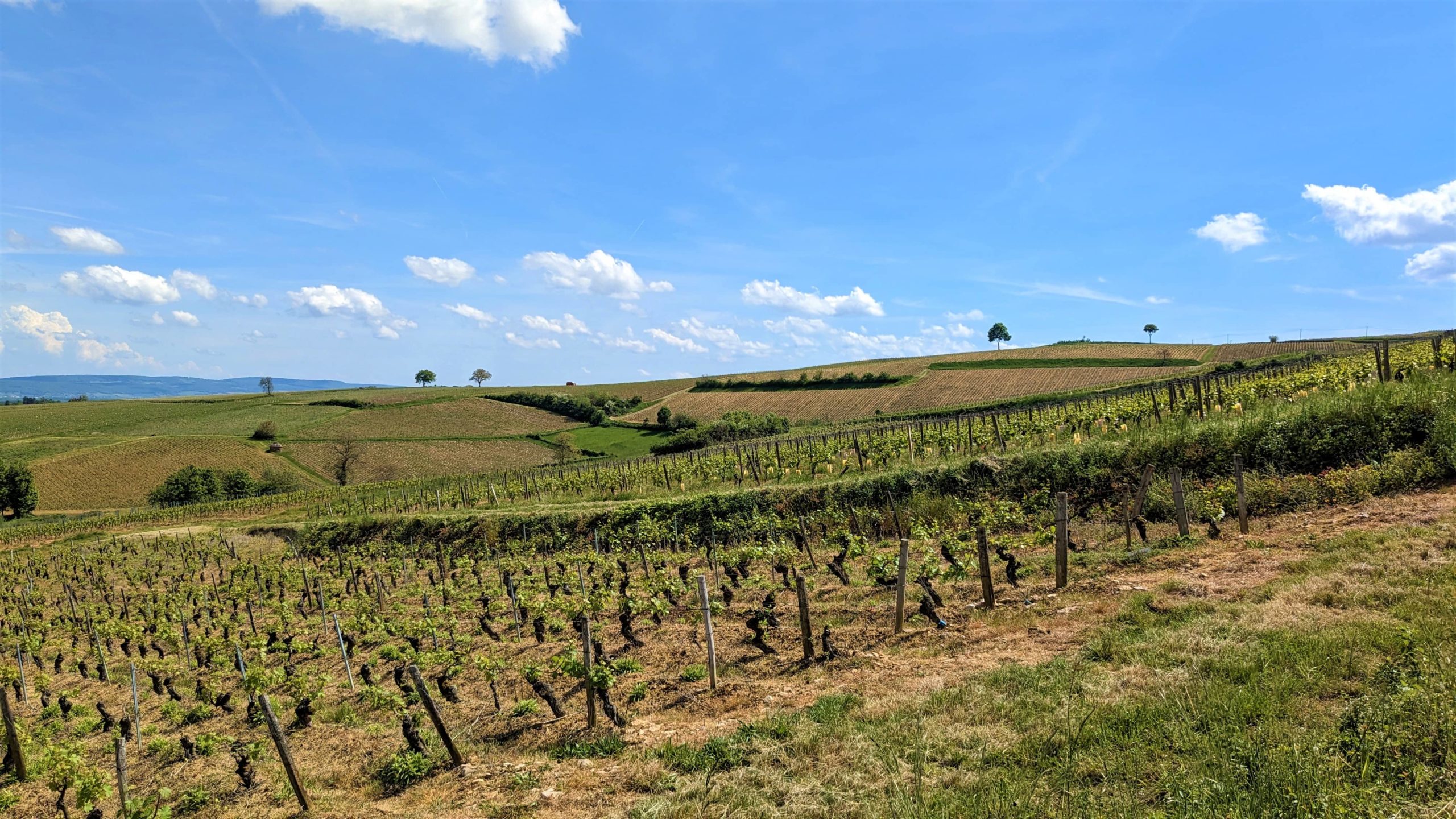 montagny vignes