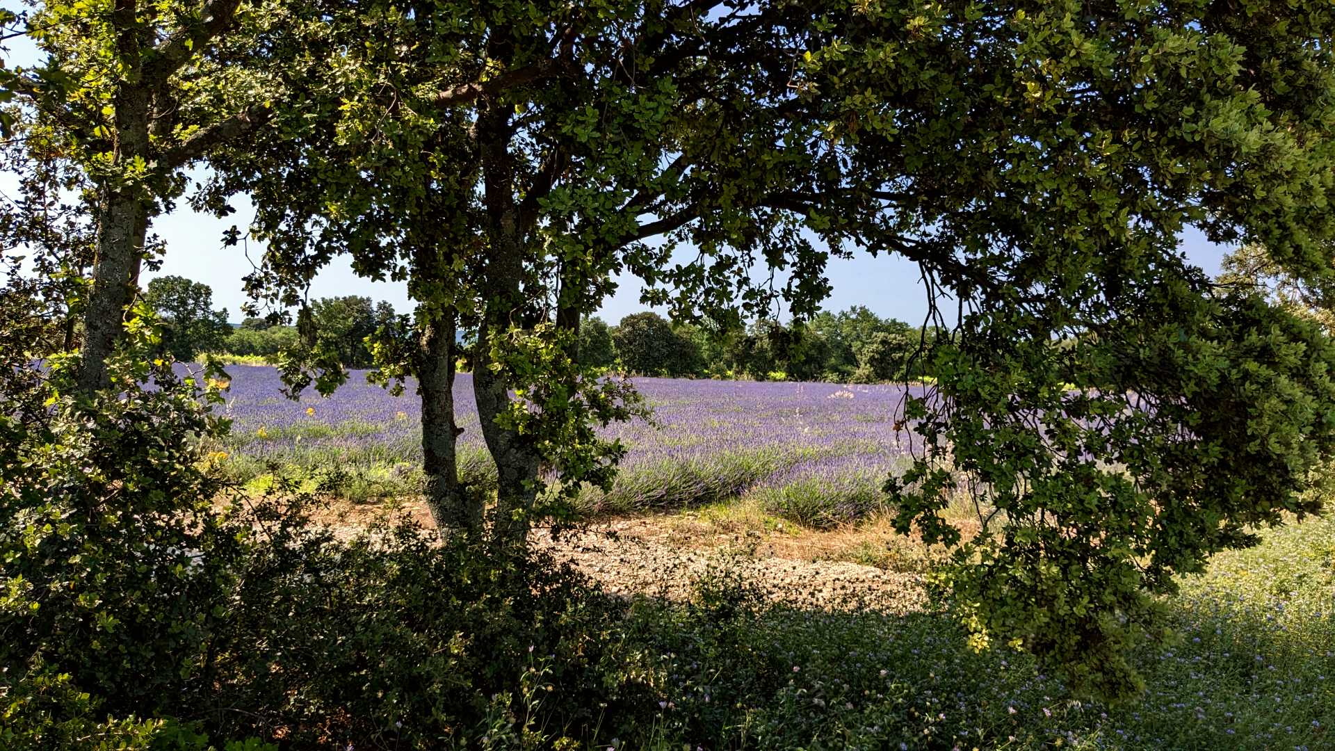 route lavandes drôme