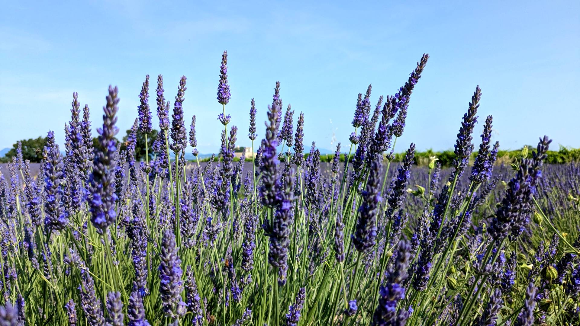 routes lavandes drôme