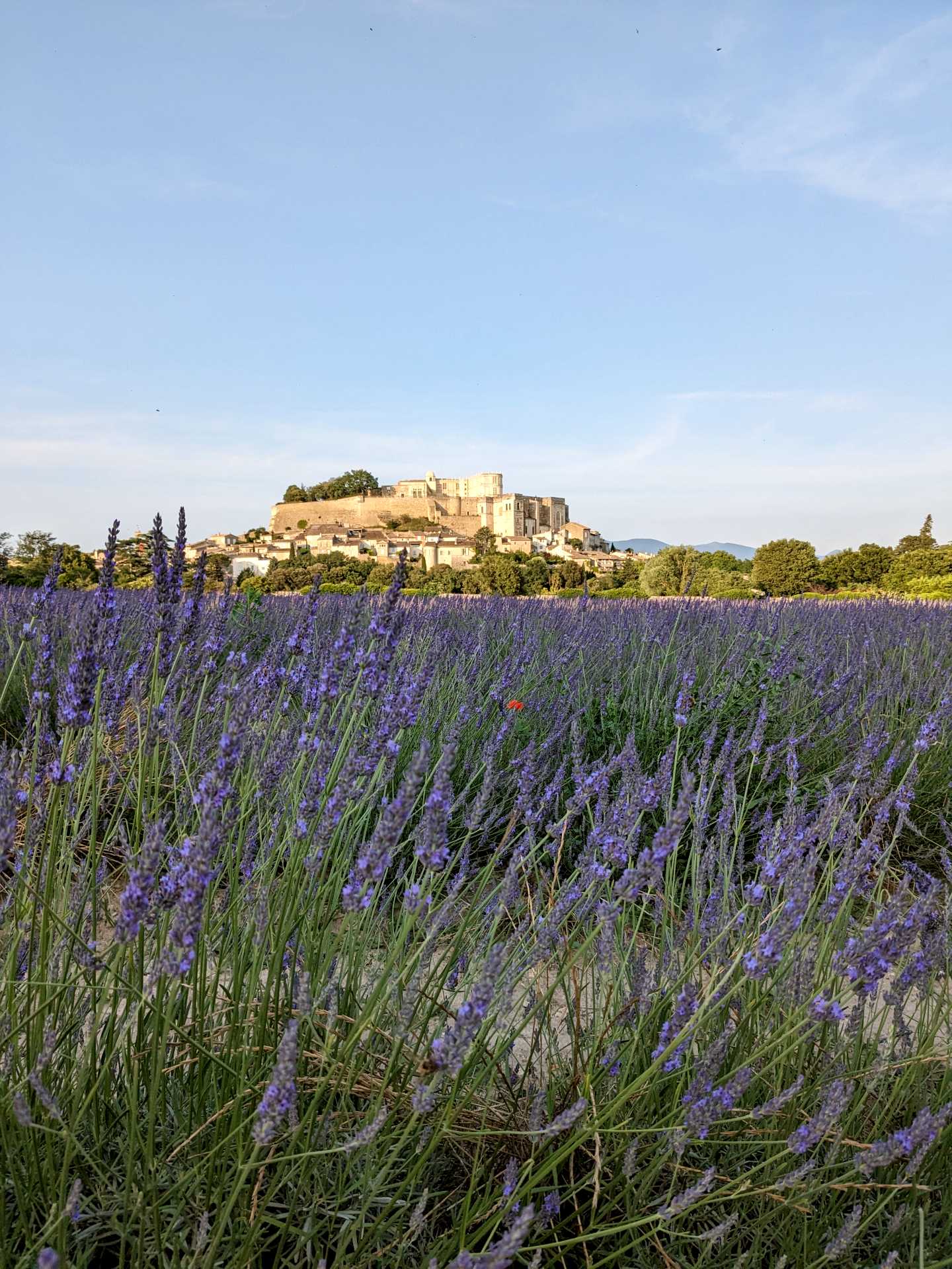 Routes lavandes drôme