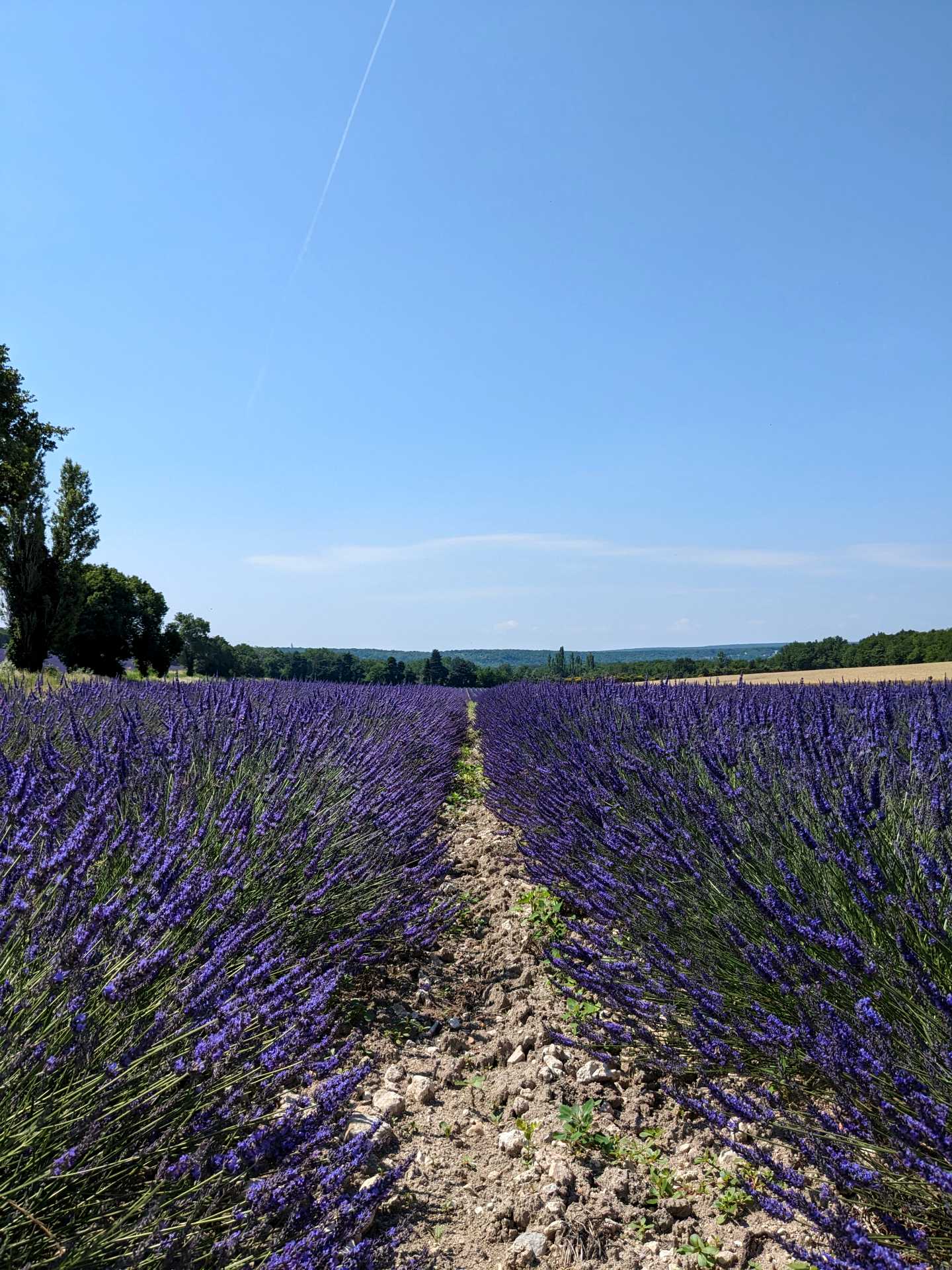 Routes lavandes drome