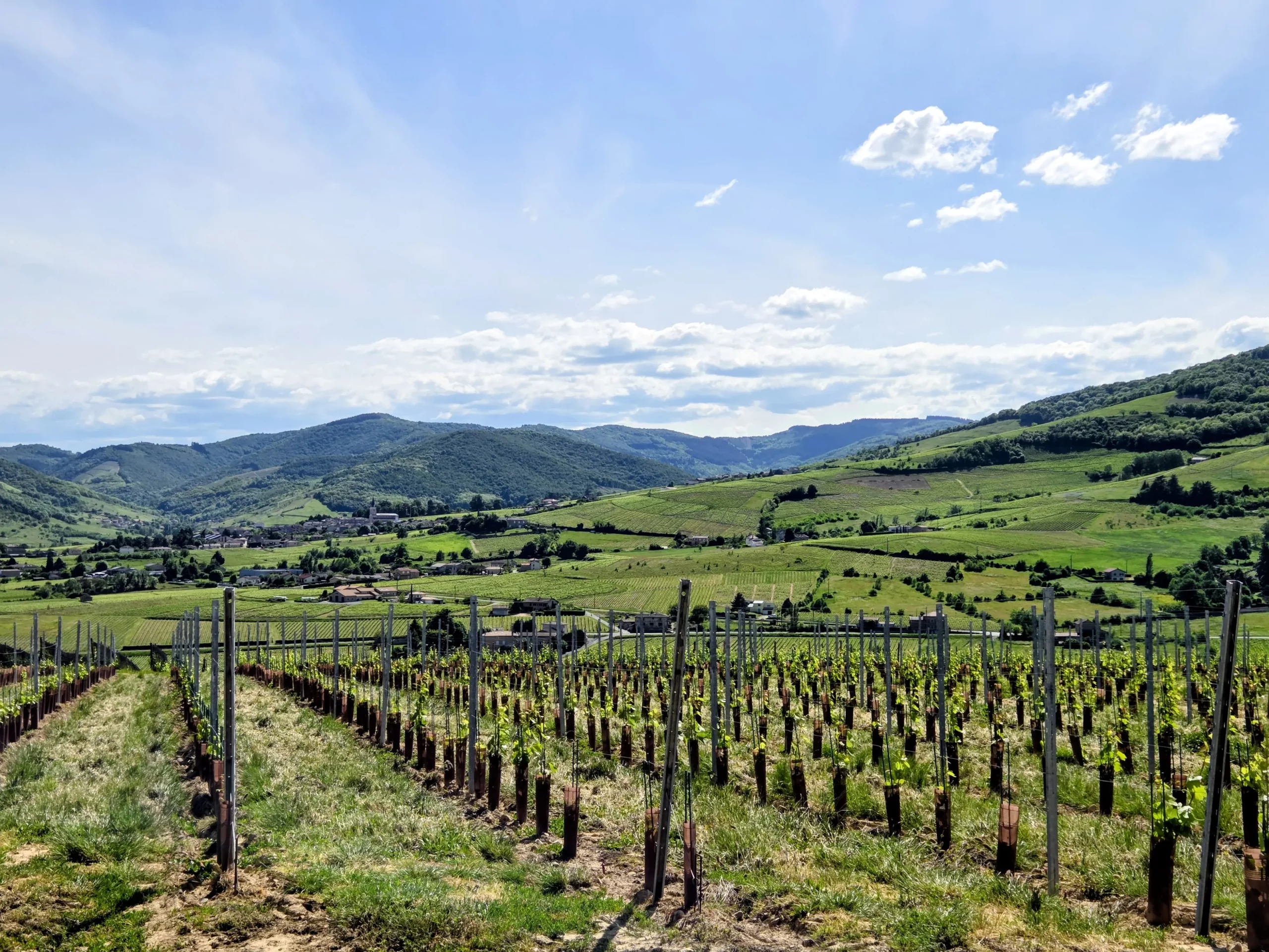 vignes beaujolais