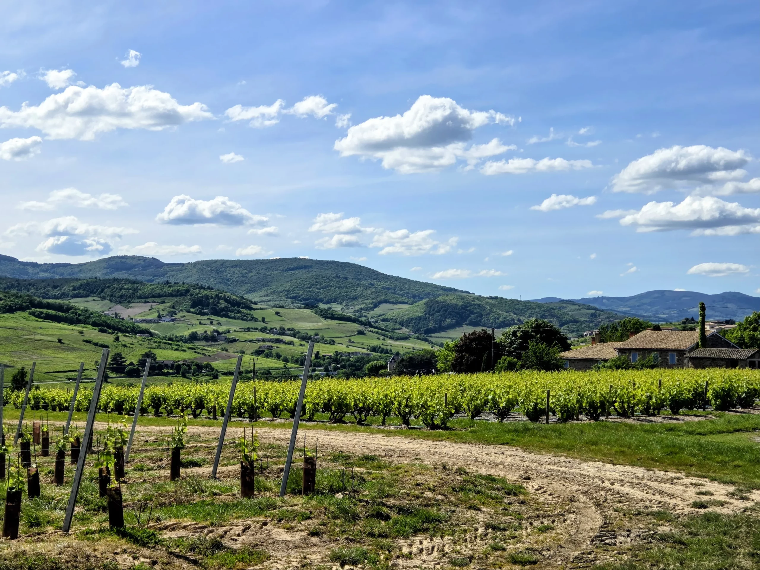 vignes beaujolais