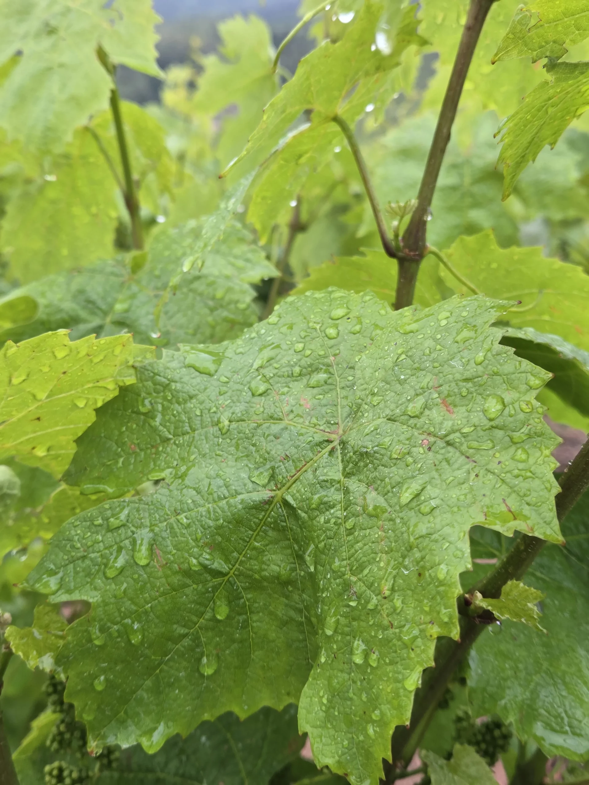 vignes beaujolais