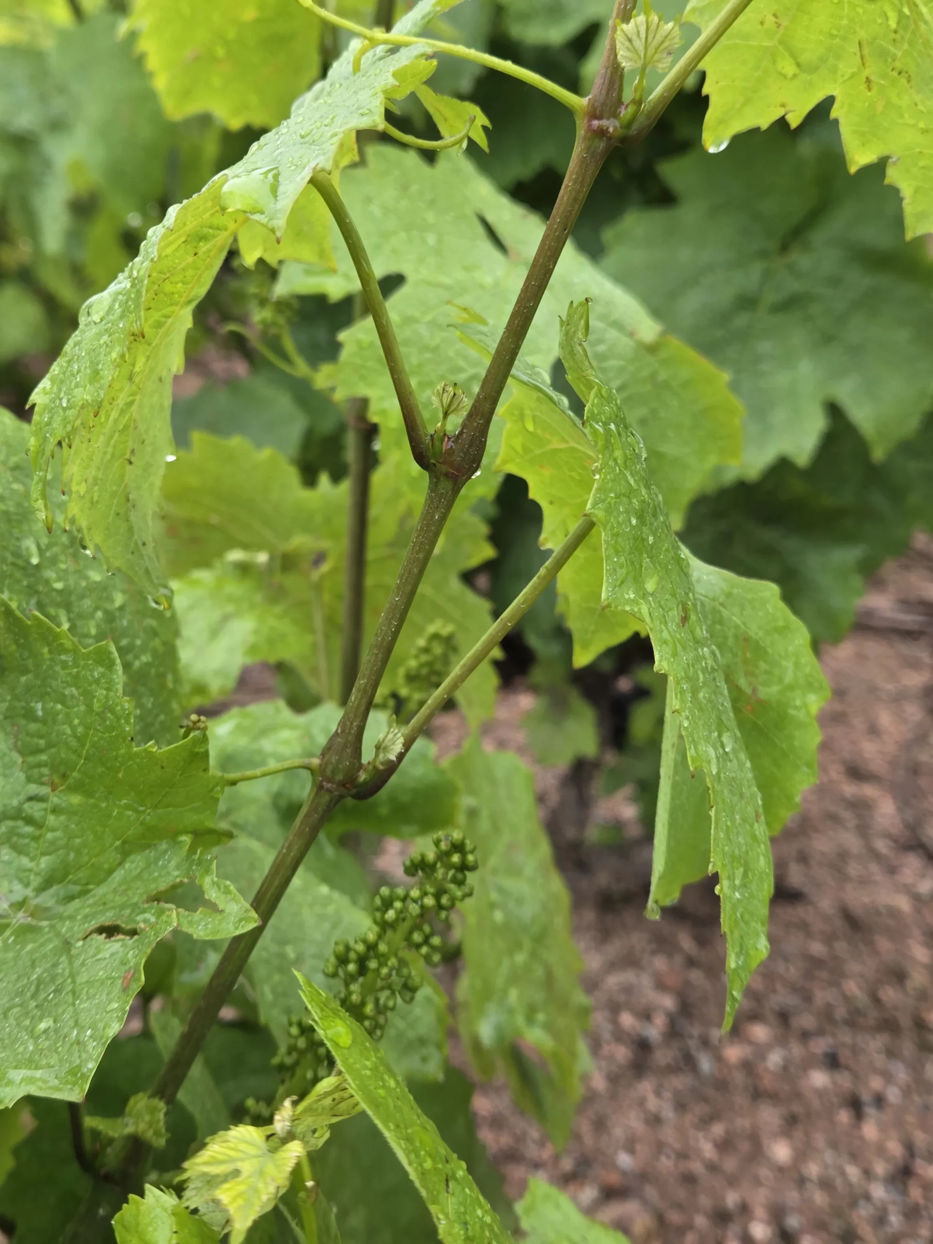 vignes beaujolais