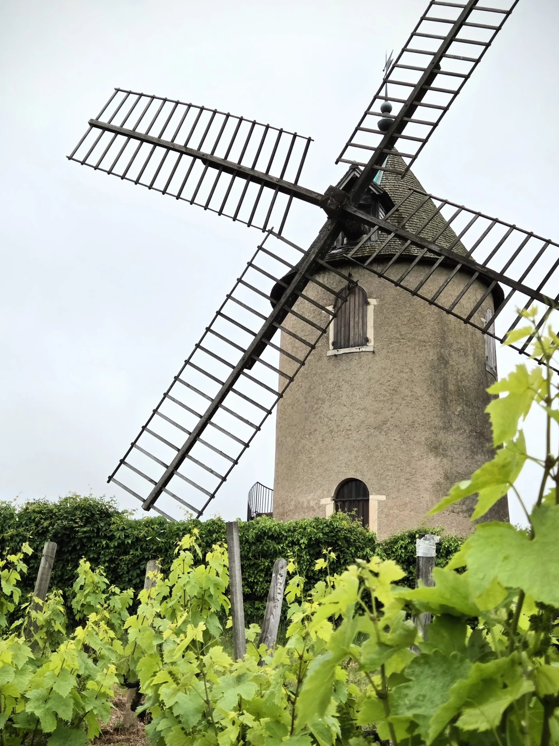 moulin à vent beaujolais